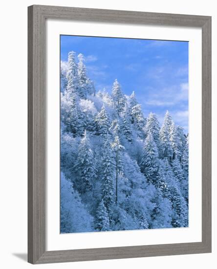 Snow Covered Trees in Forest, Newfound Gap, Great Smoky Mountains National Park, Tennessee, USA-Adam Jones-Framed Photographic Print