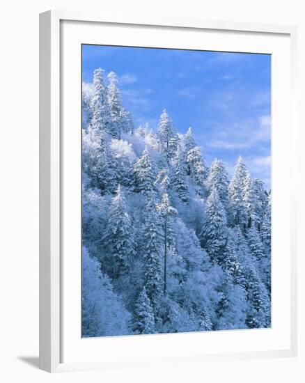 Snow Covered Trees in Forest, Newfound Gap, Great Smoky Mountains National Park, Tennessee, USA-Adam Jones-Framed Photographic Print