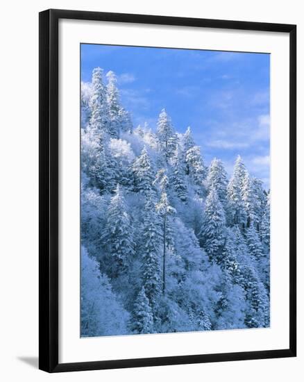 Snow Covered Trees in Forest, Newfound Gap, Great Smoky Mountains National Park, Tennessee, USA-Adam Jones-Framed Photographic Print