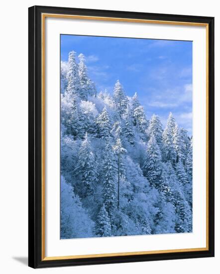 Snow Covered Trees in Forest, Newfound Gap, Great Smoky Mountains National Park, Tennessee, USA-Adam Jones-Framed Photographic Print