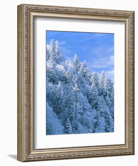 Snow Covered Trees in Forest, Newfound Gap, Great Smoky Mountains National Park, Tennessee, USA-Adam Jones-Framed Photographic Print