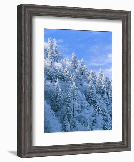 Snow Covered Trees in Forest, Newfound Gap, Great Smoky Mountains National Park, Tennessee, USA-Adam Jones-Framed Photographic Print