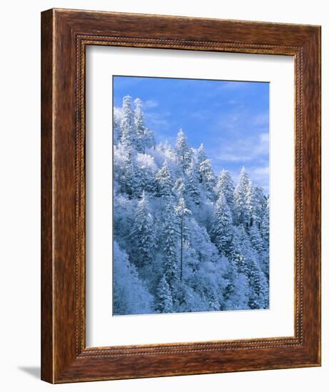 Snow Covered Trees in Forest, Newfound Gap, Great Smoky Mountains National Park, Tennessee, USA-Adam Jones-Framed Photographic Print