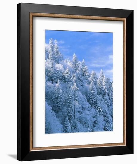 Snow Covered Trees in Forest, Newfound Gap, Great Smoky Mountains National Park, Tennessee, USA-Adam Jones-Framed Photographic Print