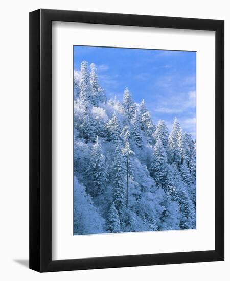 Snow Covered Trees in Forest, Newfound Gap, Great Smoky Mountains National Park, Tennessee, USA-Adam Jones-Framed Photographic Print