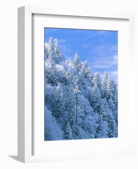 Snow Covered Trees in Forest, Newfound Gap, Great Smoky Mountains National Park, Tennessee, USA-Adam Jones-Framed Photographic Print