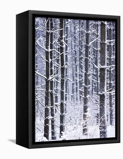 Snow-covered Trees in Forest-Jim Craigmyle-Framed Premier Image Canvas