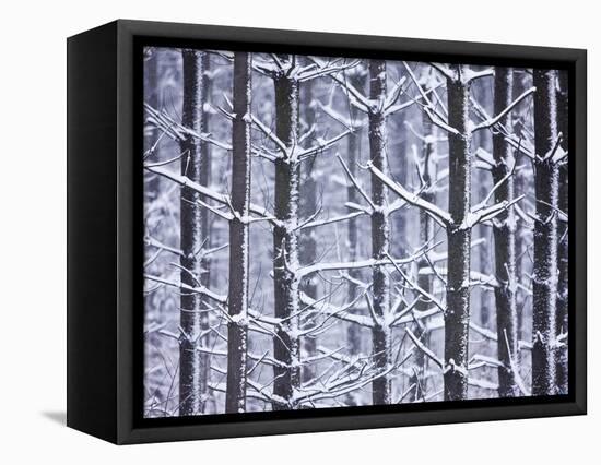 Snow-covered Trees in Forest-Jim Craigmyle-Framed Premier Image Canvas