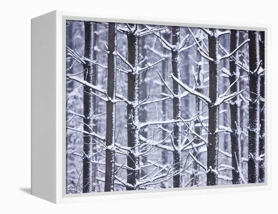 Snow-covered Trees in Forest-Jim Craigmyle-Framed Premier Image Canvas