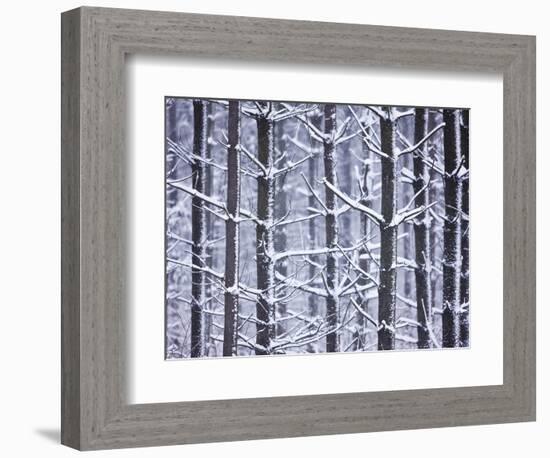 Snow-covered Trees in Forest-Jim Craigmyle-Framed Photographic Print