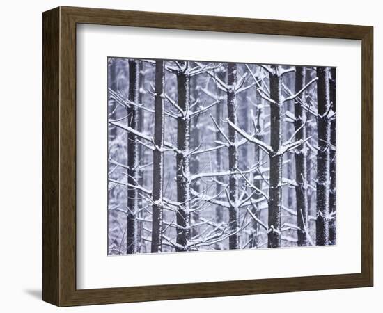 Snow-covered Trees in Forest-Jim Craigmyle-Framed Photographic Print