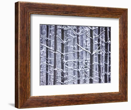 Snow-covered Trees in Forest-Jim Craigmyle-Framed Photographic Print