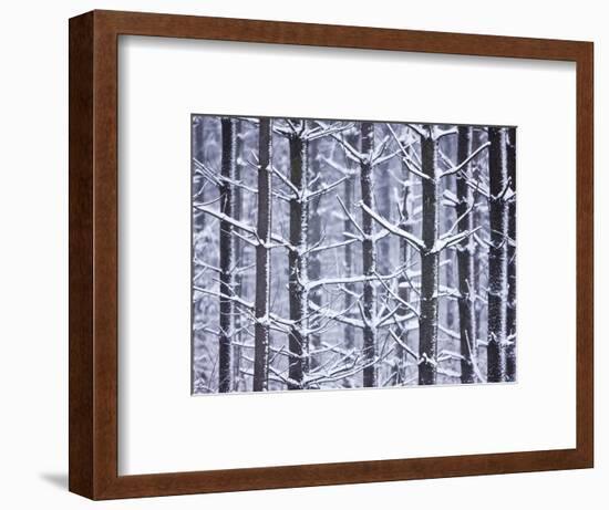 Snow-covered Trees in Forest-Jim Craigmyle-Framed Photographic Print