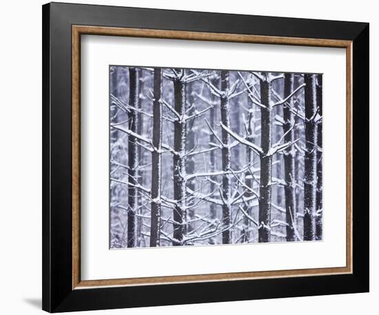 Snow-covered Trees in Forest-Jim Craigmyle-Framed Photographic Print