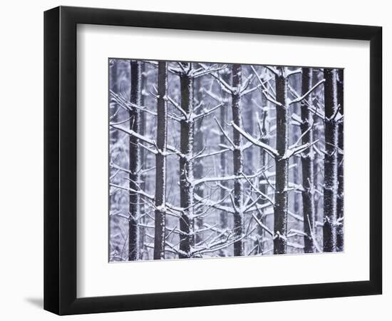 Snow-covered Trees in Forest-Jim Craigmyle-Framed Photographic Print