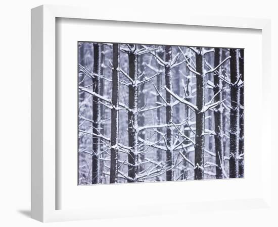 Snow-covered Trees in Forest-Jim Craigmyle-Framed Photographic Print