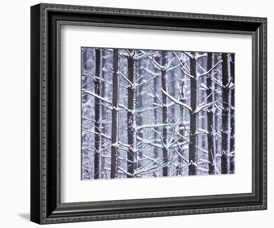 Snow-covered Trees in Forest-Jim Craigmyle-Framed Photographic Print