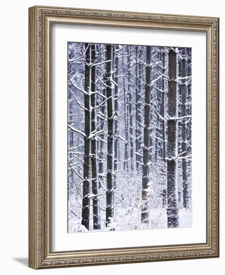 Snow-covered Trees in Forest-Jim Craigmyle-Framed Photographic Print