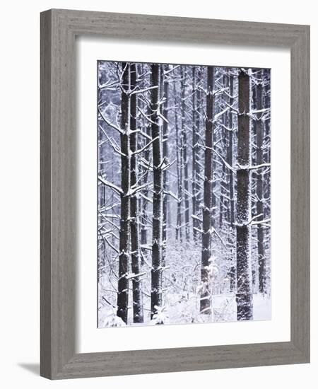 Snow-covered Trees in Forest-Jim Craigmyle-Framed Photographic Print