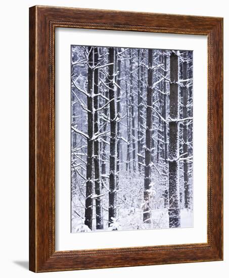 Snow-covered Trees in Forest-Jim Craigmyle-Framed Photographic Print