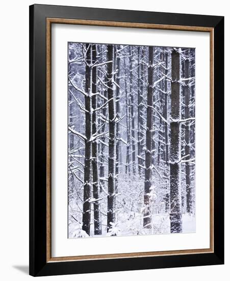 Snow-covered Trees in Forest-Jim Craigmyle-Framed Photographic Print