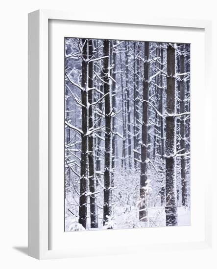 Snow-covered Trees in Forest-Jim Craigmyle-Framed Photographic Print