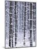 Snow-covered Trees in Forest-Jim Craigmyle-Mounted Photographic Print