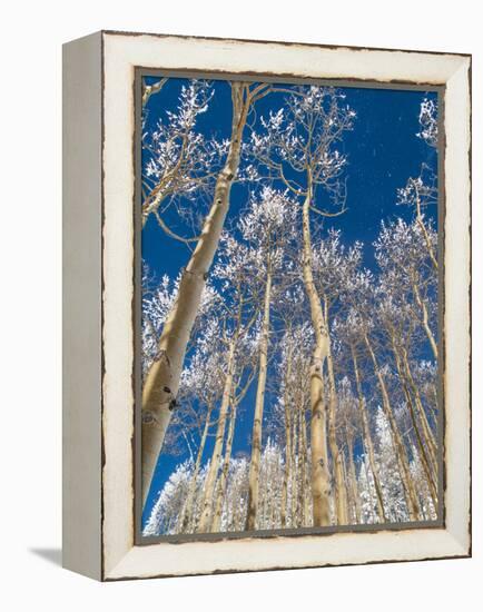 Snow Covered Trees in the Wintery Rocky Mountains, Colorado-Howard Newcomb-Framed Premier Image Canvas