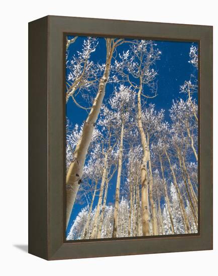 Snow Covered Trees in the Wintery Rocky Mountains, Colorado-Howard Newcomb-Framed Premier Image Canvas