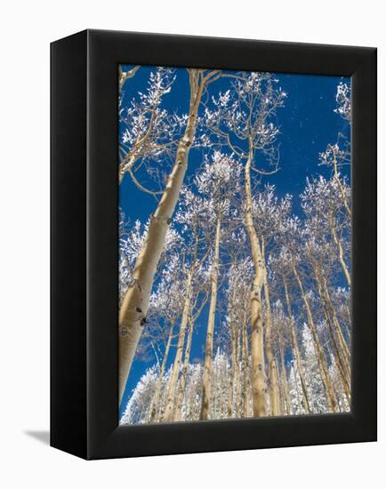 Snow Covered Trees in the Wintery Rocky Mountains, Colorado-Howard Newcomb-Framed Premier Image Canvas