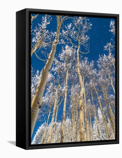 Snow Covered Trees in the Wintery Rocky Mountains, Colorado-Howard Newcomb-Framed Premier Image Canvas