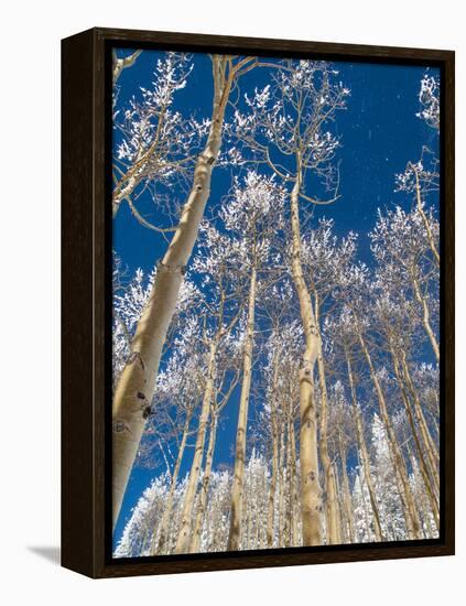 Snow Covered Trees in the Wintery Rocky Mountains, Colorado-Howard Newcomb-Framed Premier Image Canvas