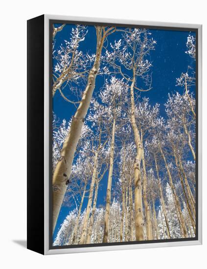 Snow Covered Trees in the Wintery Rocky Mountains, Colorado-Howard Newcomb-Framed Premier Image Canvas