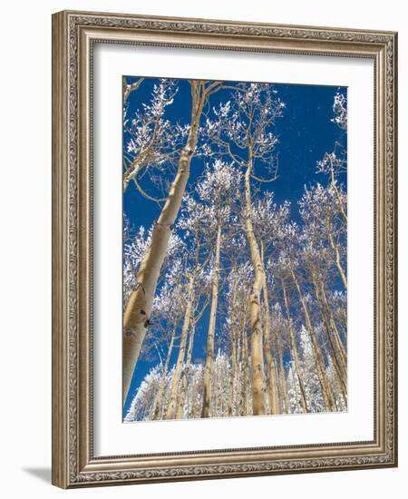 Snow Covered Trees in the Wintery Rocky Mountains, Colorado-Howard Newcomb-Framed Photographic Print