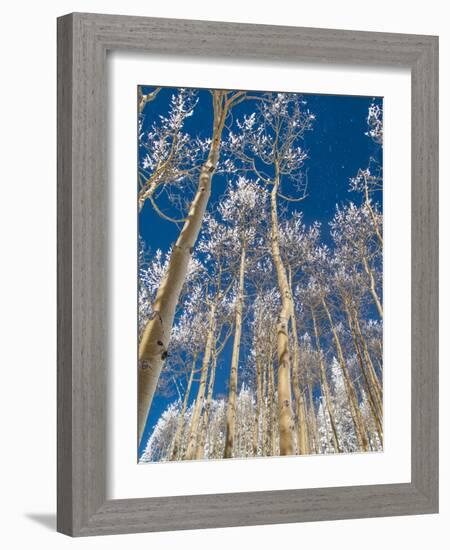 Snow Covered Trees in the Wintery Rocky Mountains, Colorado-Howard Newcomb-Framed Photographic Print