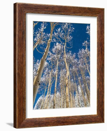 Snow Covered Trees in the Wintery Rocky Mountains, Colorado-Howard Newcomb-Framed Photographic Print