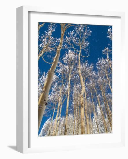 Snow Covered Trees in the Wintery Rocky Mountains, Colorado-Howard Newcomb-Framed Photographic Print