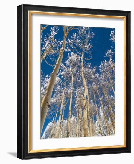 Snow Covered Trees in the Wintery Rocky Mountains, Colorado-Howard Newcomb-Framed Photographic Print