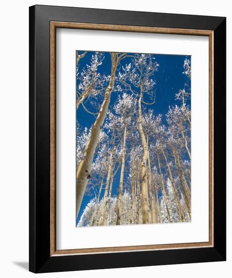 Snow Covered Trees in the Wintery Rocky Mountains, Colorado-Howard Newcomb-Framed Photographic Print