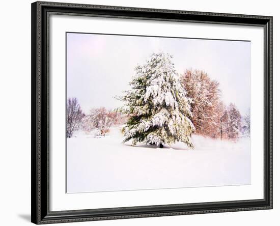 Snow Covered Trees in Winter Landscape-Jan Lakey-Framed Photographic Print