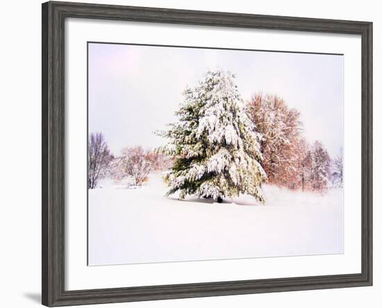 Snow Covered Trees in Winter Landscape-Jan Lakey-Framed Photographic Print