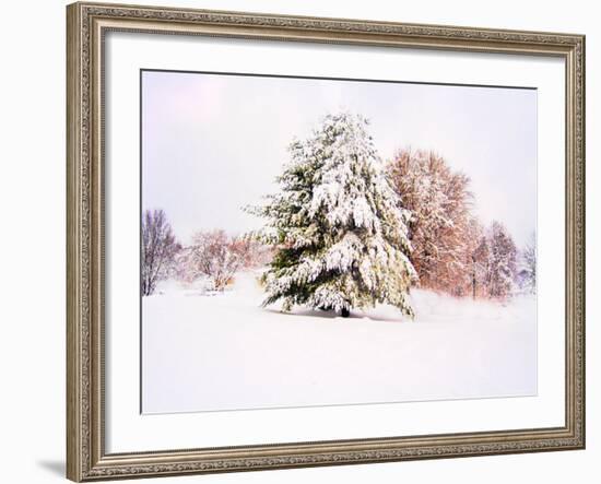 Snow Covered Trees in Winter Landscape-Jan Lakey-Framed Photographic Print