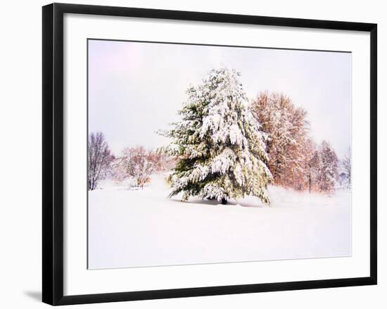 Snow Covered Trees in Winter Landscape-Jan Lakey-Framed Photographic Print