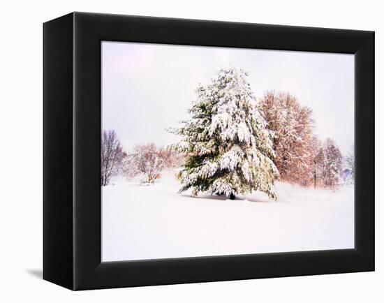 Snow Covered Trees in Winter Landscape-Jan Lakey-Framed Premier Image Canvas