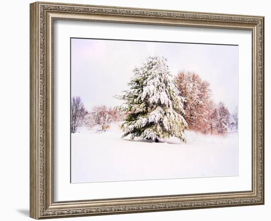 Snow Covered Trees in Winter Landscape-Jan Lakey-Framed Photographic Print