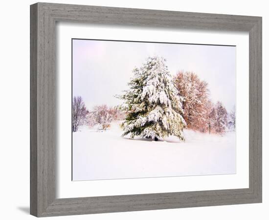 Snow Covered Trees in Winter Landscape-Jan Lakey-Framed Photographic Print