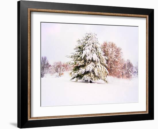 Snow Covered Trees in Winter Landscape-Jan Lakey-Framed Photographic Print