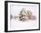 Snow Covered Trees in Winter Landscape-Jan Lakey-Framed Photographic Print