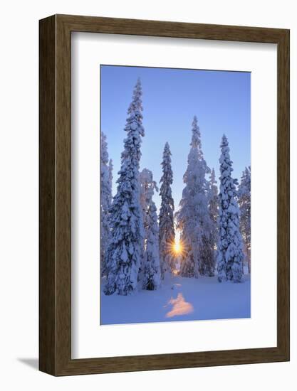 Snow covered trees in winter, Rönni, Kuusamo, Nordoesterbotten, Pohjois Pohjanmaa, Finland, Suomi-Raimund Linke-Framed Photographic Print