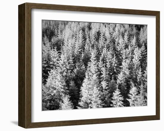 Snow-Covered Trees in Winter-Marcus Lange-Framed Photographic Print